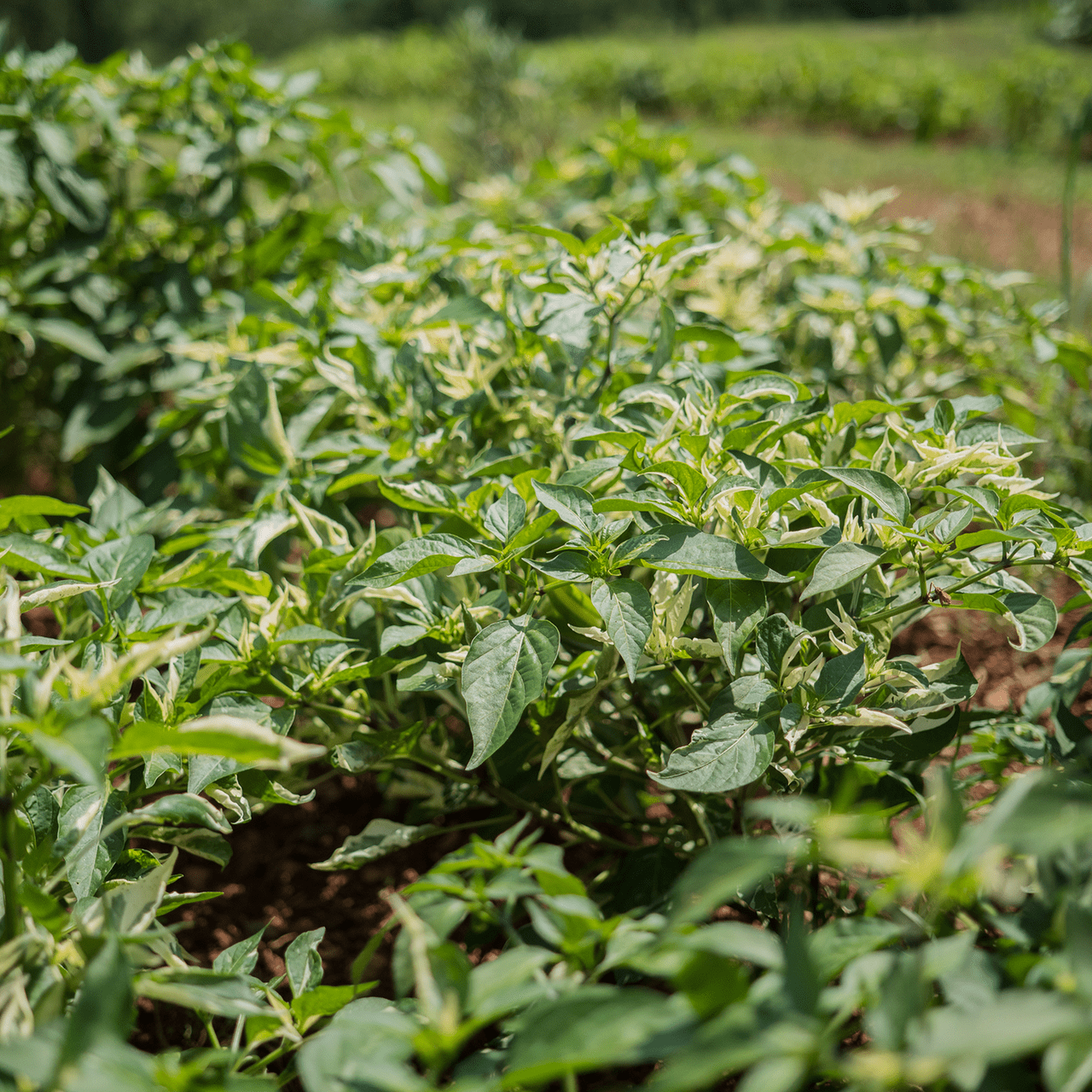 Fish Pepper Seeds (Capsicum annuum) - Shop-orias