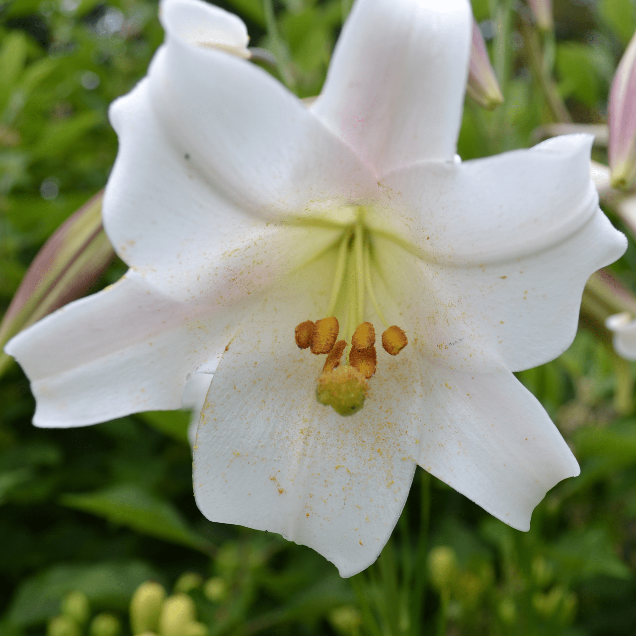 Formosa Lily Seeds (Lilium formosanum) - Shop-orias