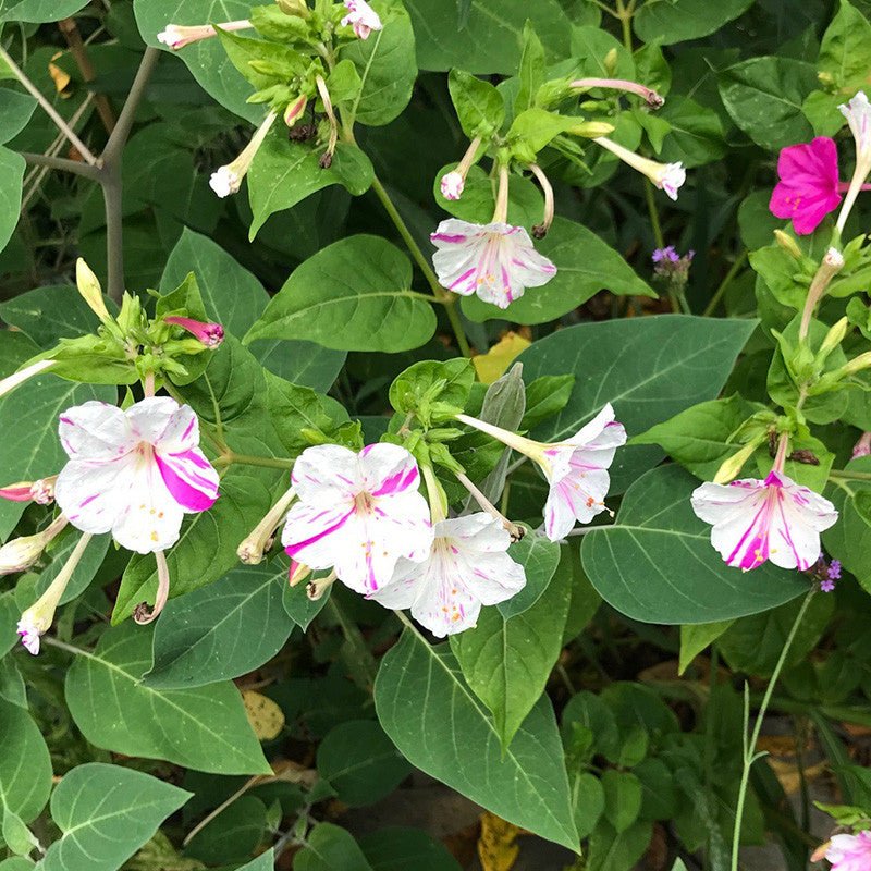 Four O'Clock Seeds (Mirabilis jalapa) - Shop-orias