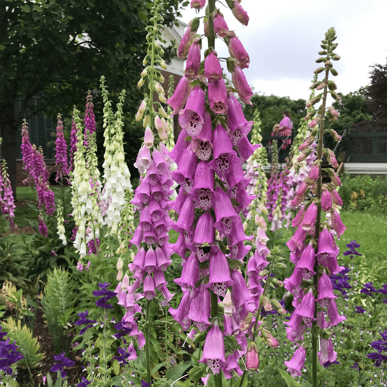Foxglove Seeds (Digitalis purpurea) - Shop-orias