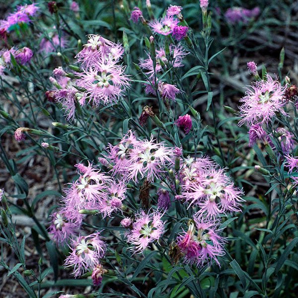 Fringed Pink (Dianthus superbus) - Shop-orias