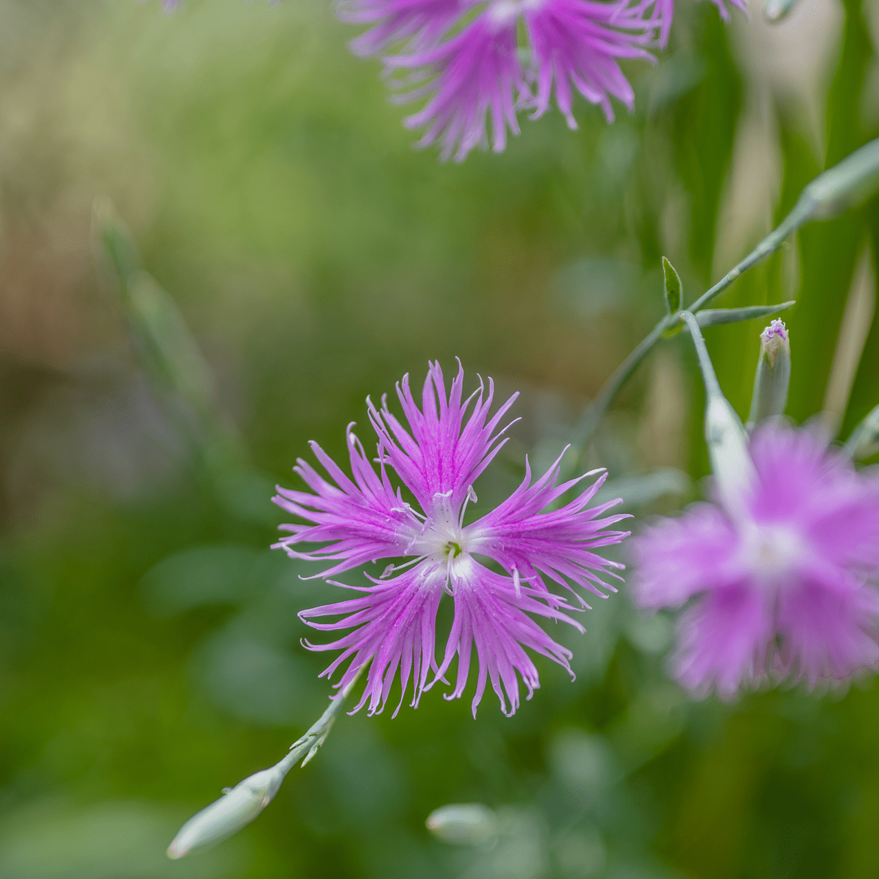 Fringed Pink Seeds (Dianthus superbus) - Shop-orias