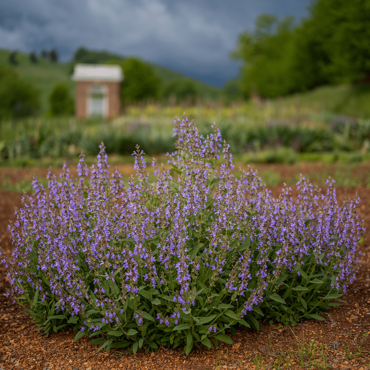 Garden Sage (Salvia officinalis) - Shop-orias