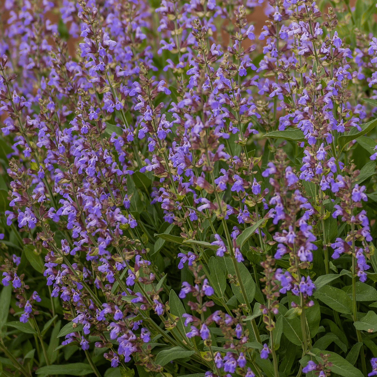 Garden Sage (Salvia officinalis) - Shop-orias