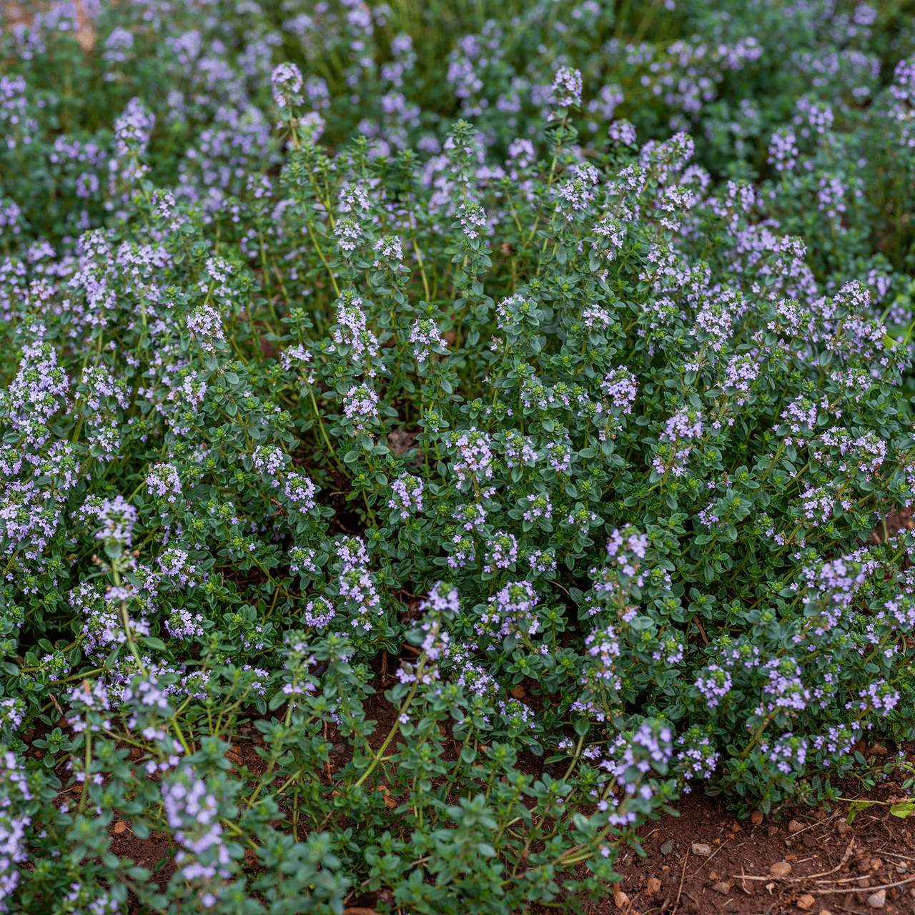 Garden Thyme (Thymus vulgaris) - Shop-orias
