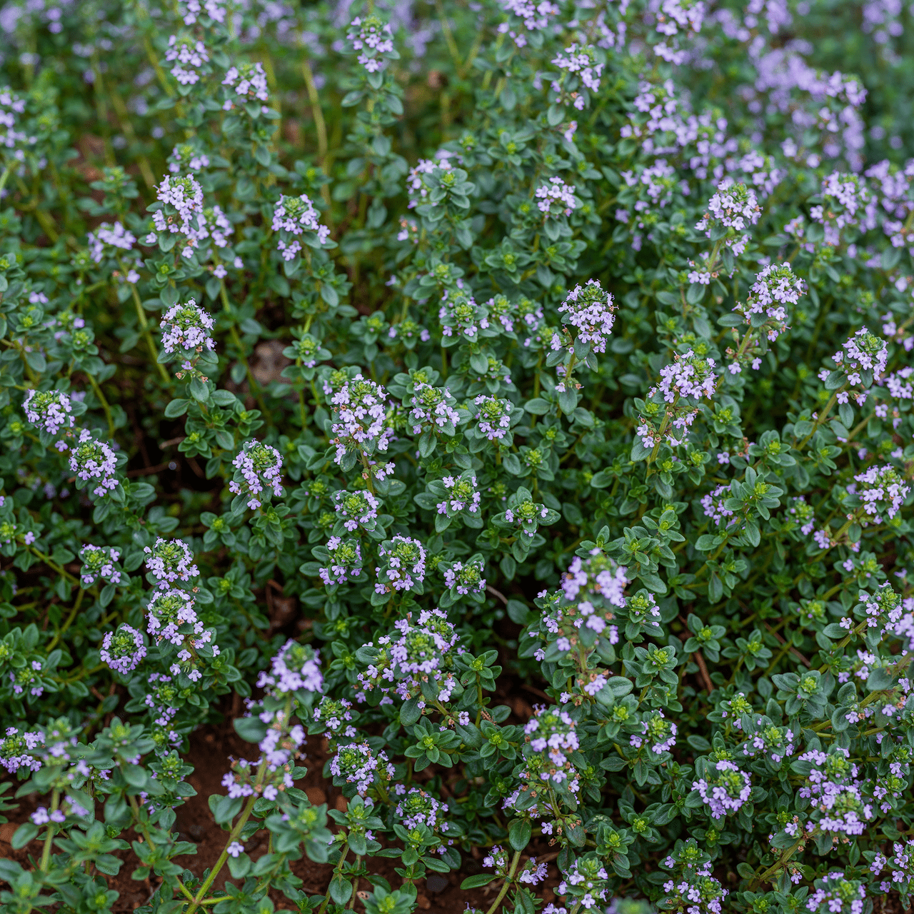 Garden Thyme (Thymus vulgaris) - Shop-orias