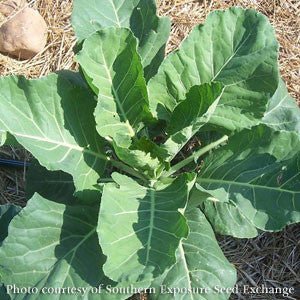 Georgia Southern Collards Seeds (Brassica oleracea cv.) - Shop-orias