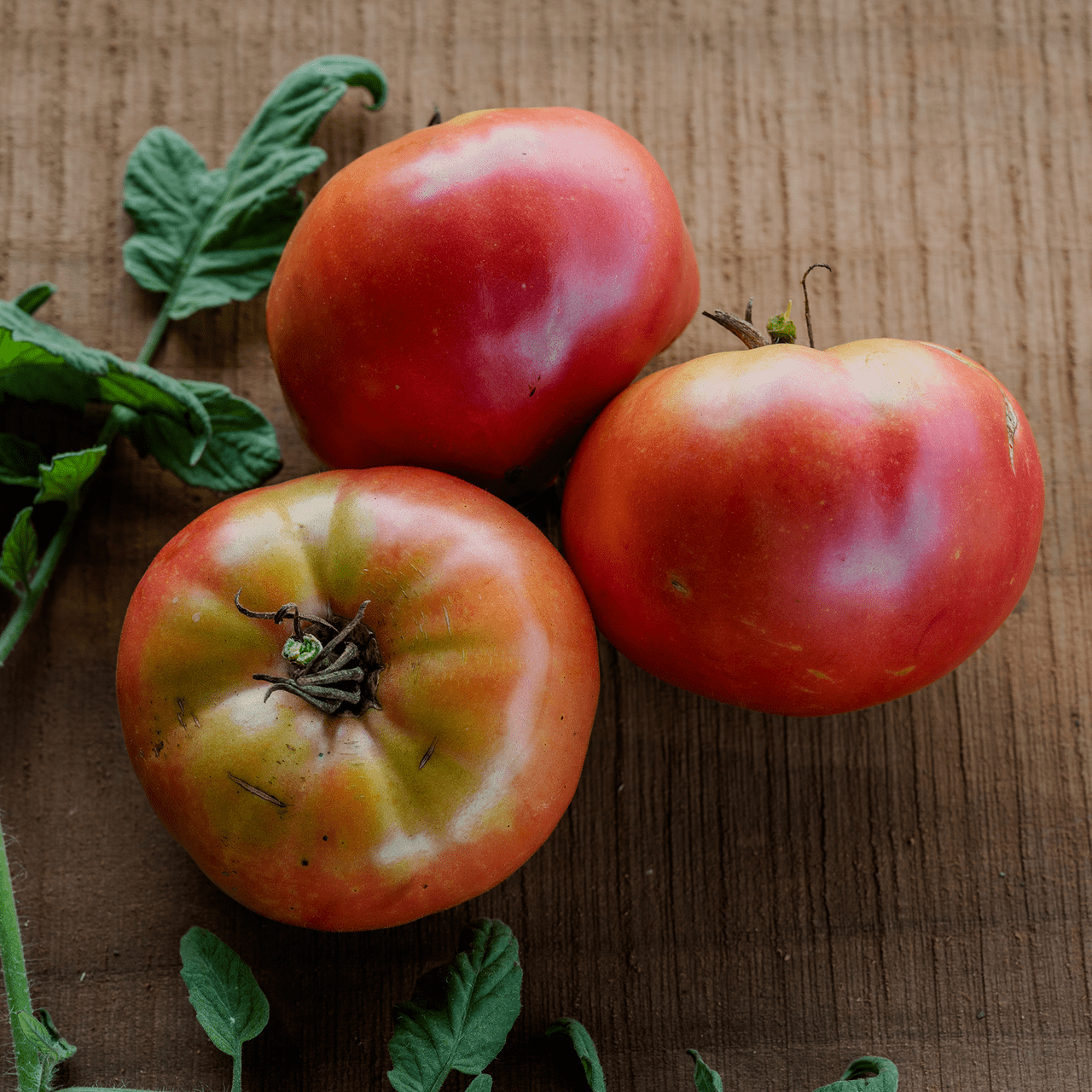 German Johnson Tomato Seeds (Solanum lycopersicum cv.) - Shop-orias