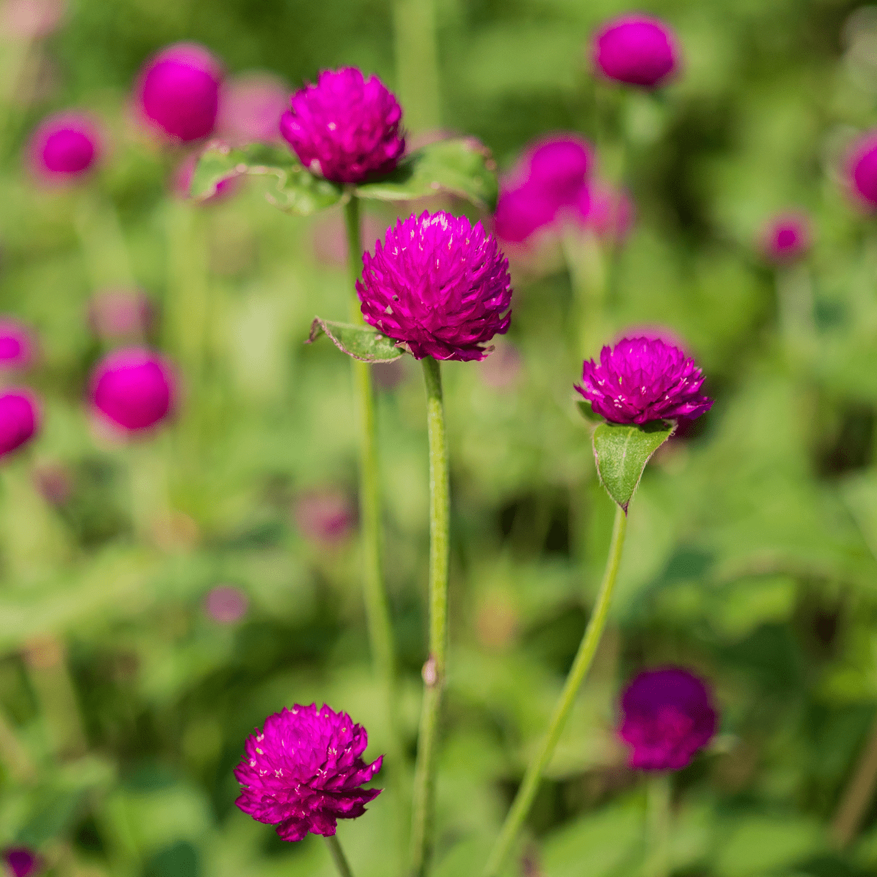 Globe Amaranth Seeds (Gomphrena globosa) - Shop-orias