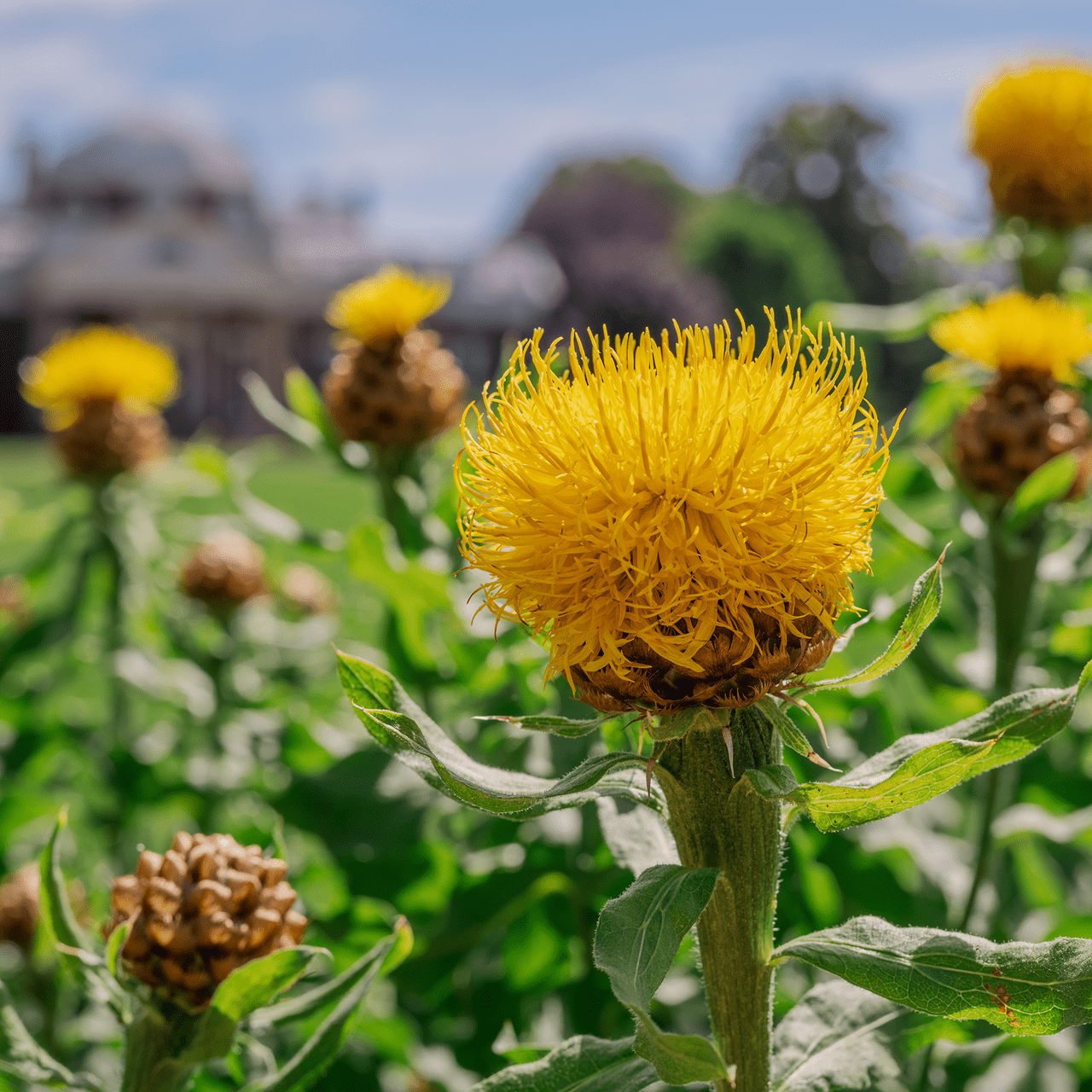Globe Centaurea Seeds (Centaurea macrocephala) - Shop-orias
