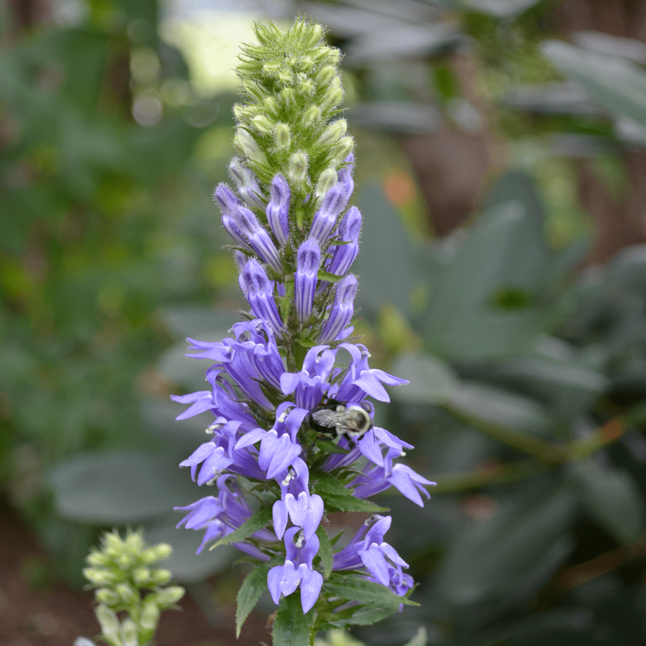 Great Blue Lobelia Seeds (Lobelia siphilitica) - Shop-orias