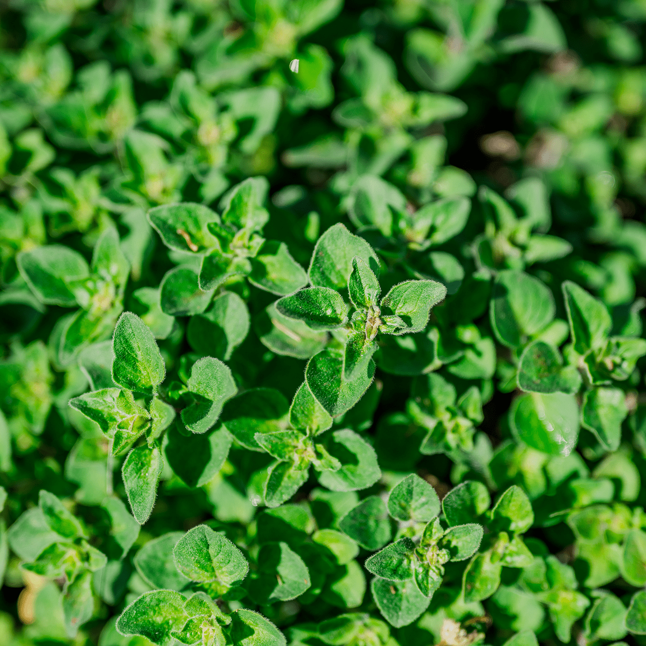 Greek Oregano Seeds (Origanum vulgare subsp. hirtum) - Shop-orias