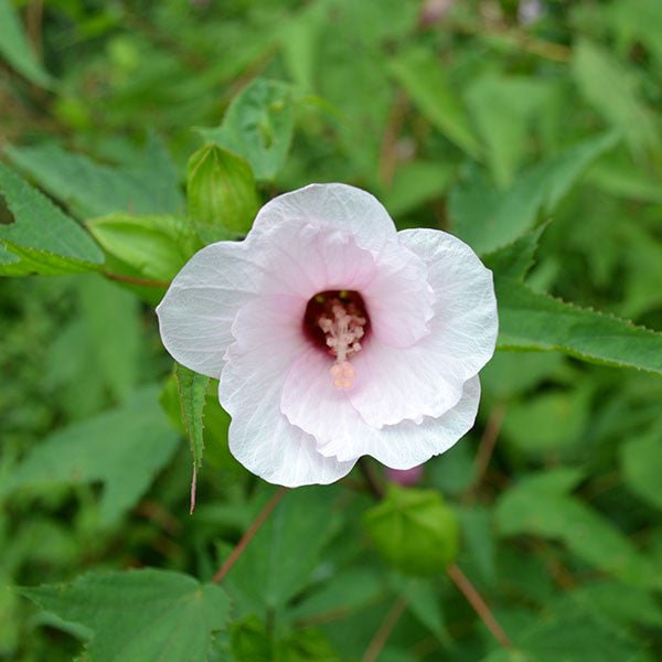 Halberd - leaved Rose Mallow Seeds (Hibiscus laevis) - Shop-orias