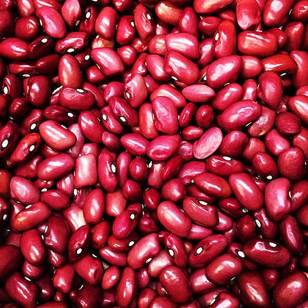 Hidatsa Red Bean Seeds (Phaseolus vulgaris cv.) - Shop-orias