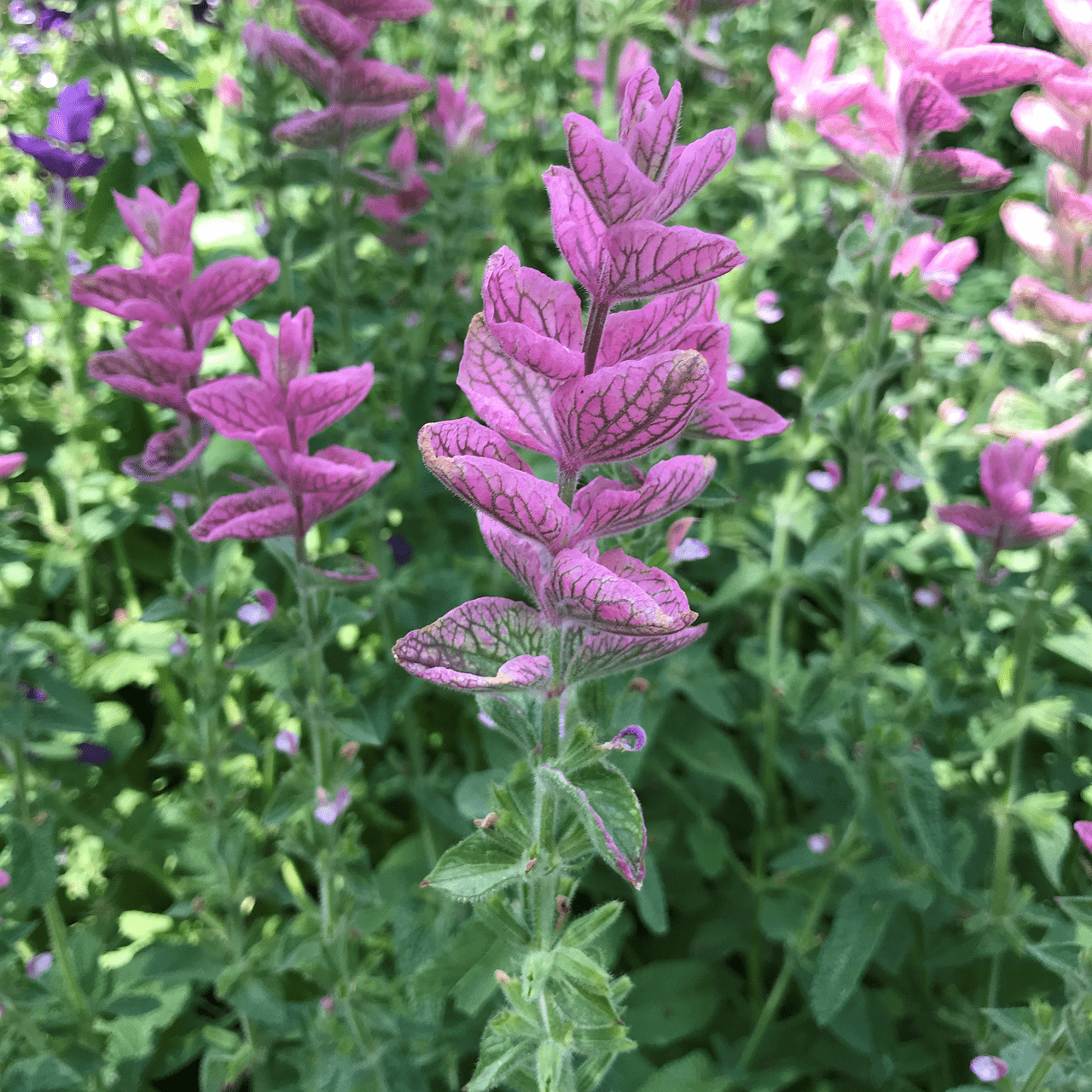 Horminum Sage Seeds (Salvia viridis) - Shop-orias