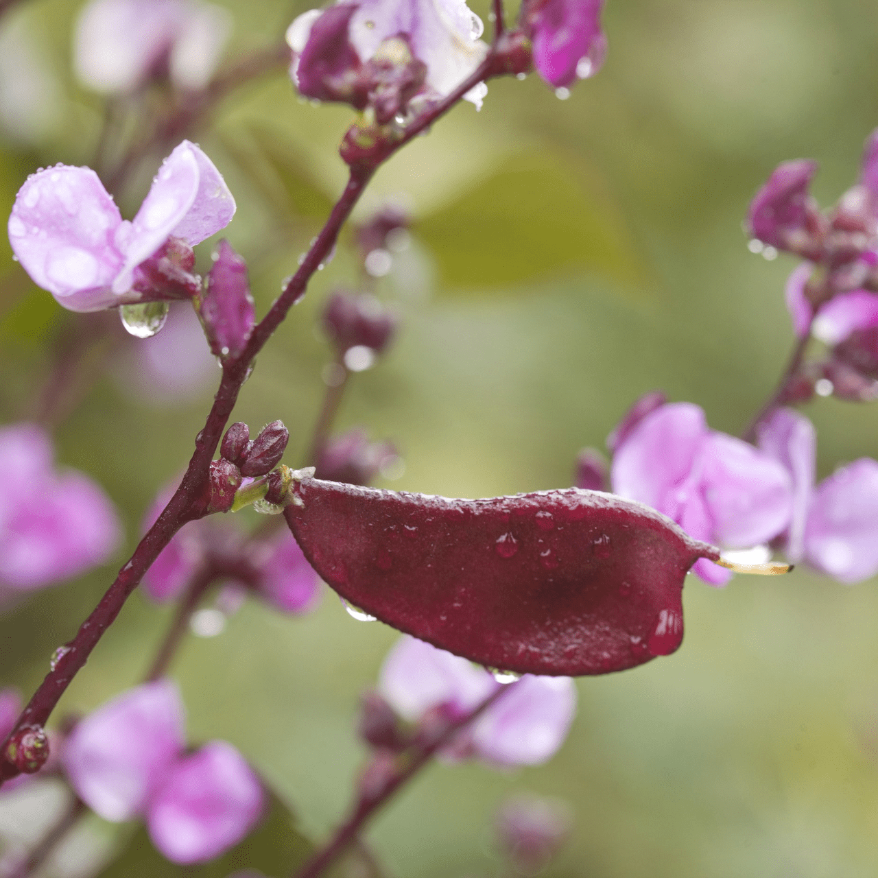 Hyacinth Bean Seeds (Dolichos lablab) - Shop-orias