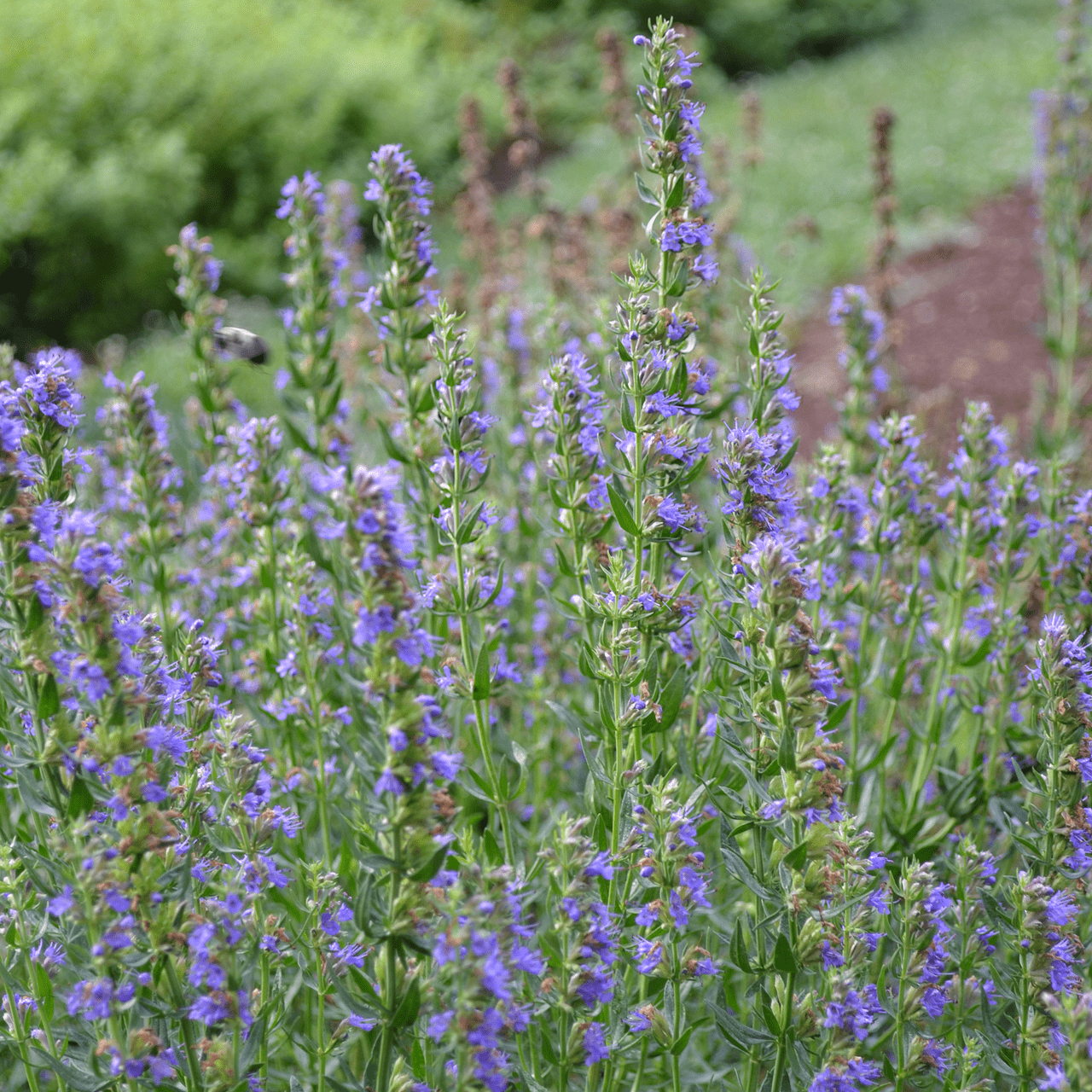 Hyssop Seeds (Hyssopus officinalis) - Shop-orias