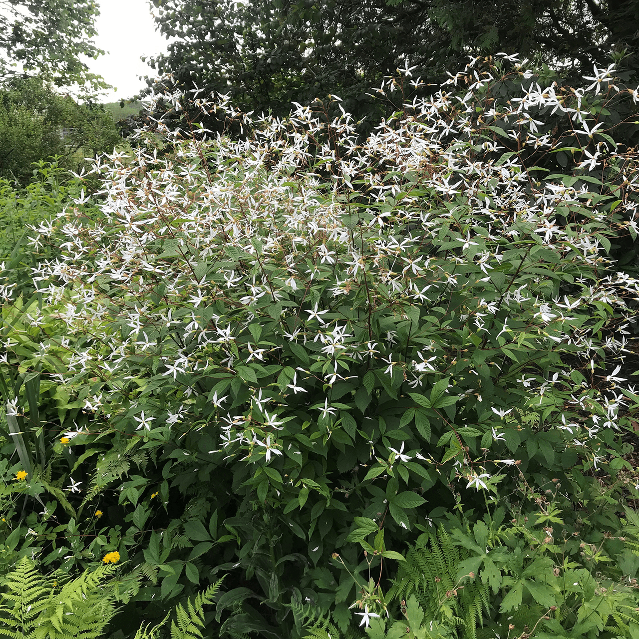 Indian Physic (Gillenia trifoliata) - Shop-orias