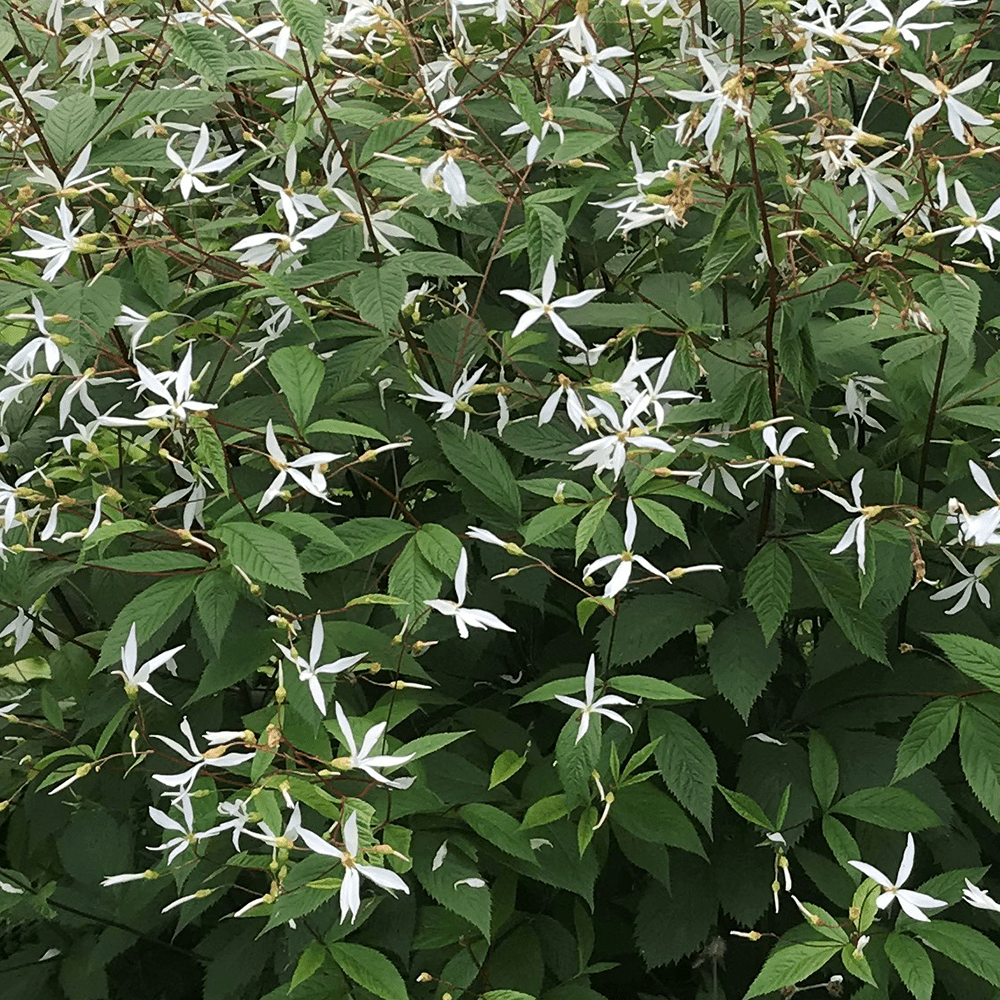 Indian Physic (Gillenia trifoliata) - Shop-orias