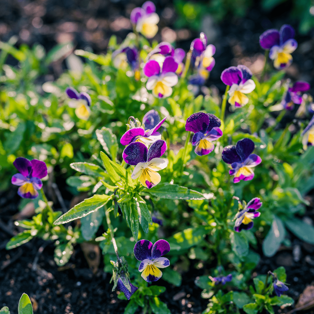 Johnny Jump Up Seeds (Viola tricolor) - Shop-orias