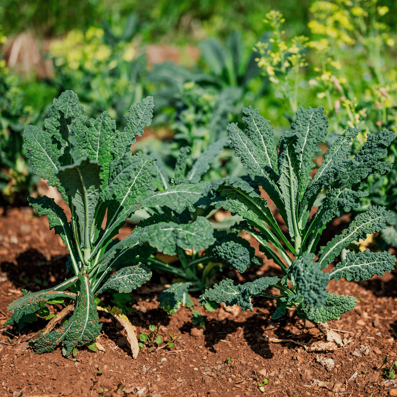 Lacinato Kale Seeds (Brassica oleracea var. acephala cv.) - Shop-orias