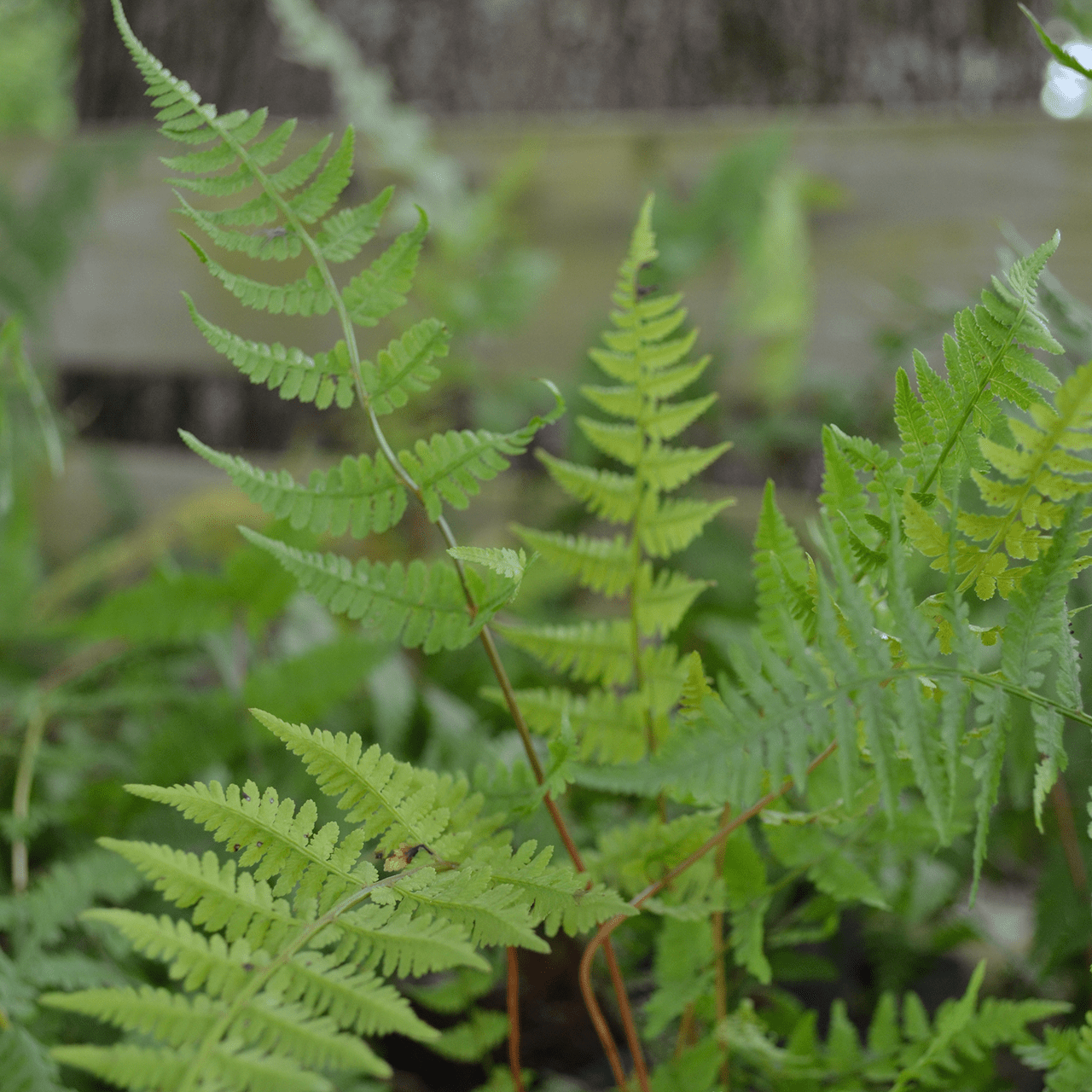 Lady Fern (Athyrium filix - femina) - Shop-orias