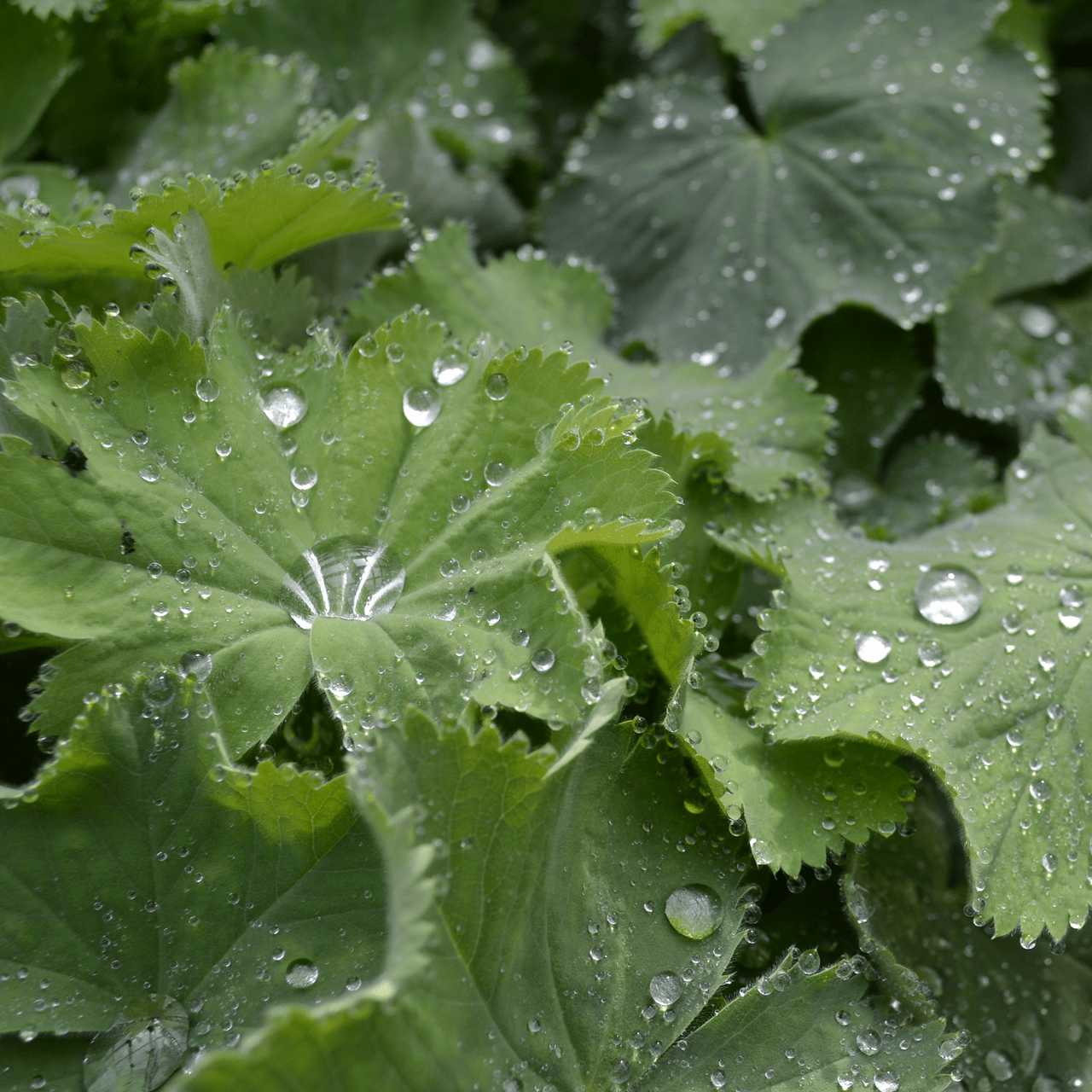 Lady's Mantle (Alchemilla mollis) - Shop-orias