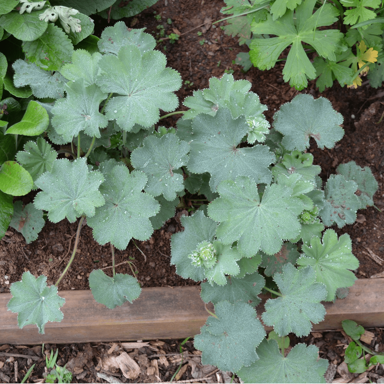 Lady's Mantle (Alchemilla mollis) - Shop-orias