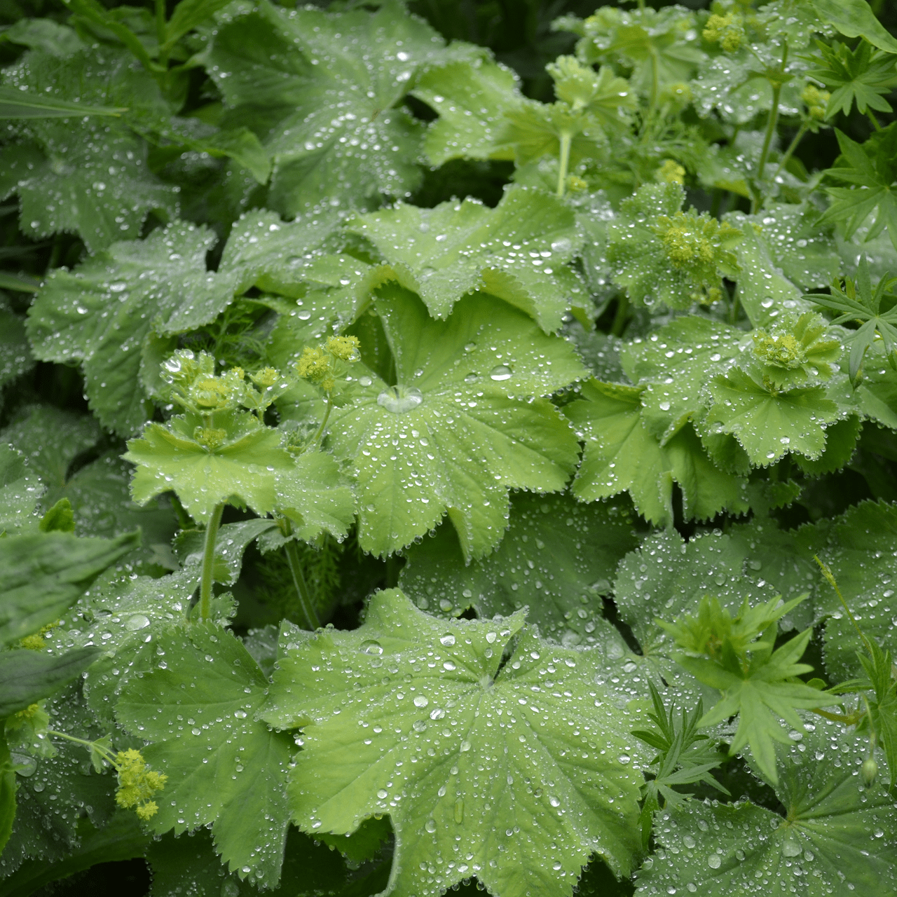 Lady's Mantle (Alchemilla mollis) - Shop-orias