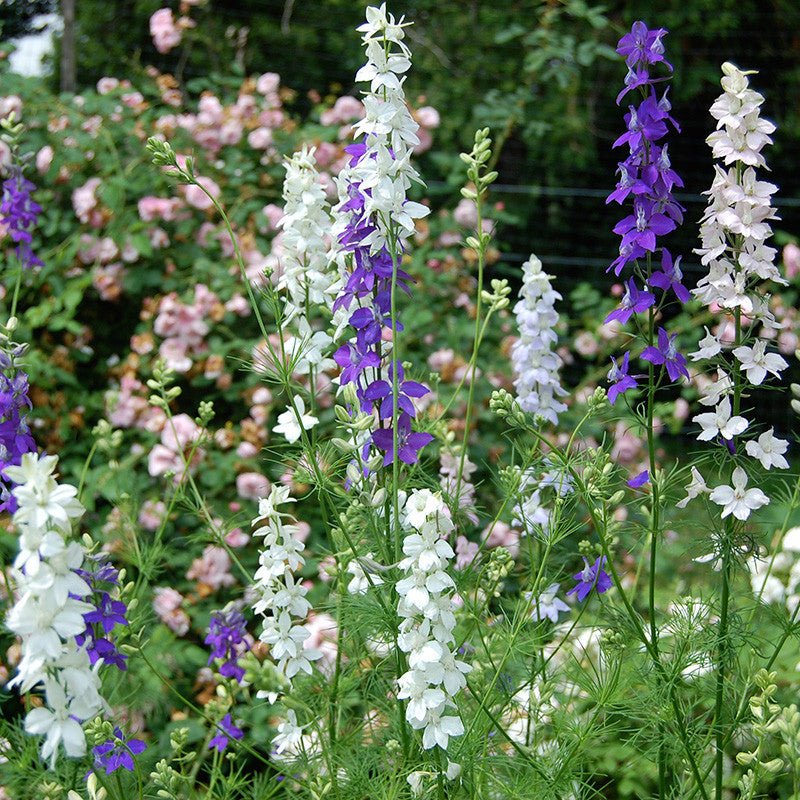 Larkspur Seeds (Consolida ajacis) - Shop-orias