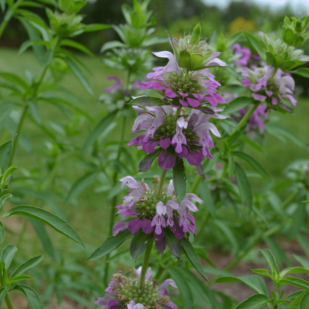Lemon Bergamot Seeds (Monarda citriodora) - Shop-orias