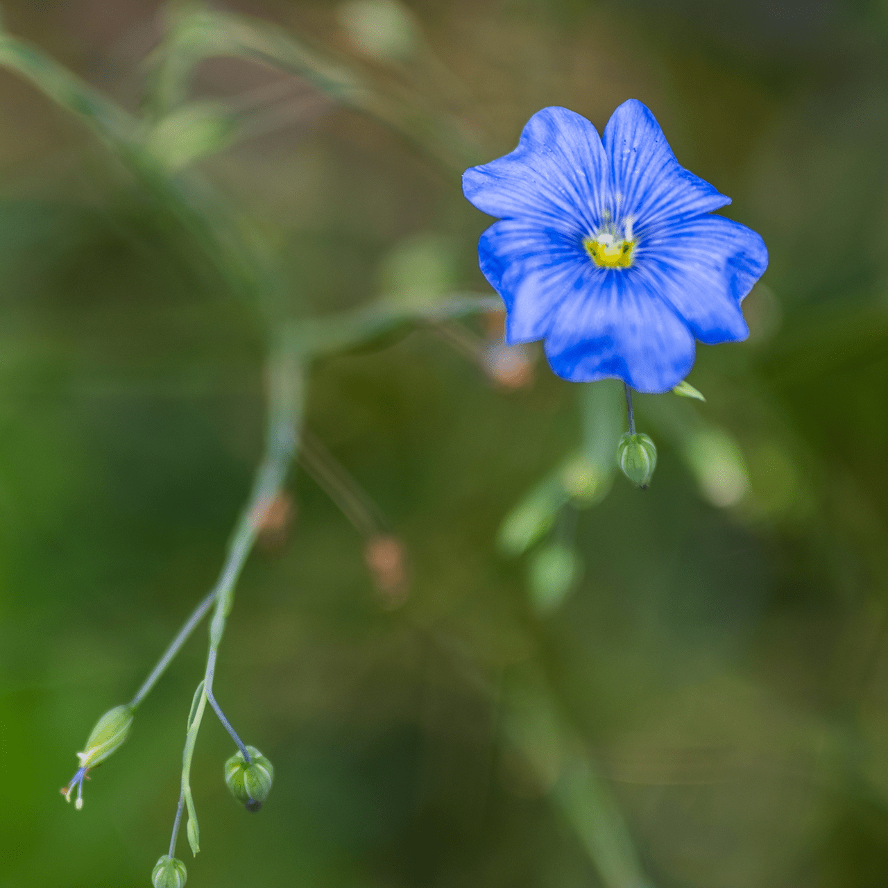 Lewis' Prairie Flax Seeds (Linum perenne lewisii) - Shop-orias