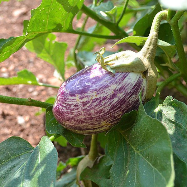 Listada de Gandia Eggplant Seeds (Solanum melongena cv.) - Shop-orias