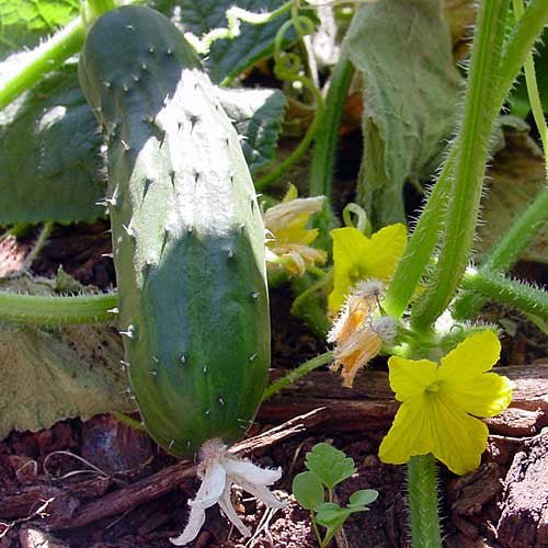 Long Green Improved Cucumber Seeds (Cucumis sativus cv.) - Shop-orias