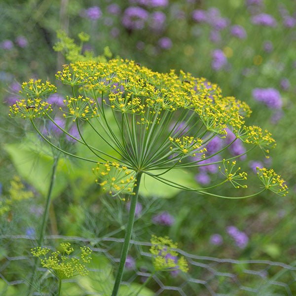 Long Island Mammoth Dill Seeds (Anethum graveolens cv.) - Shop-orias