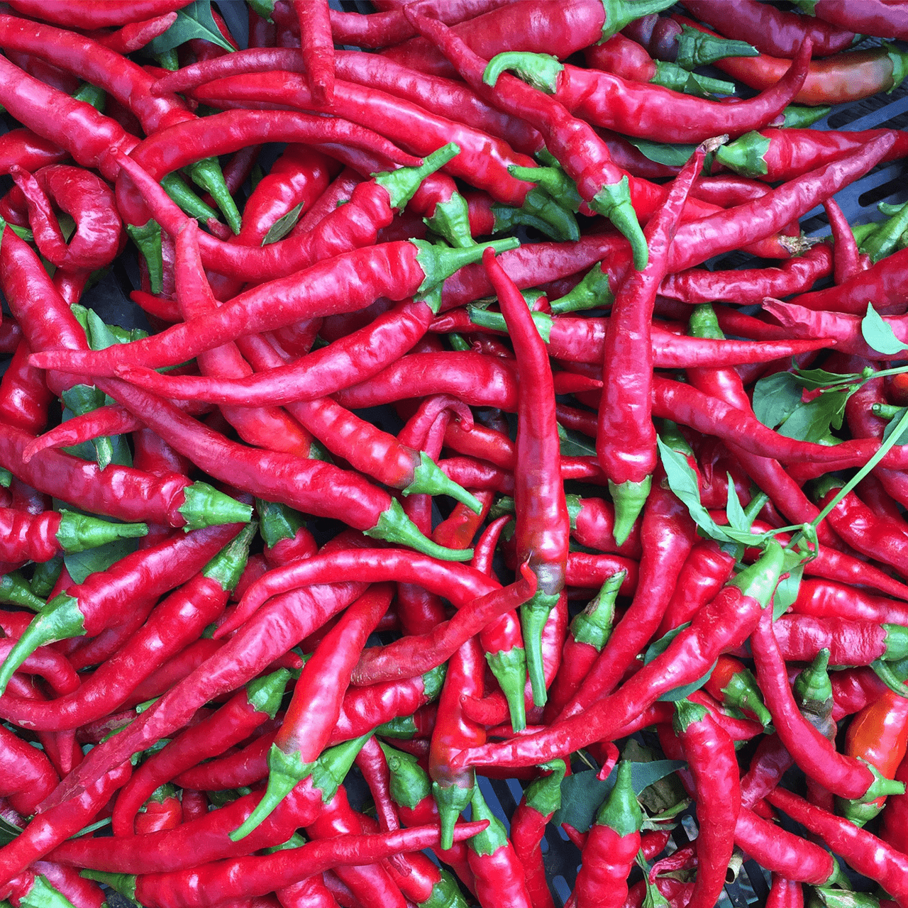 Long Red Cayenne Pepper Seeds (Capsicum annuum) - Shop-orias