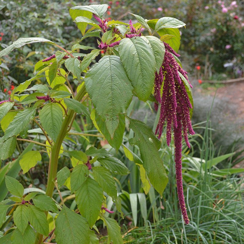 Love - lies - bleeding Seeds (Amaranthus caudatus) - Shop-orias