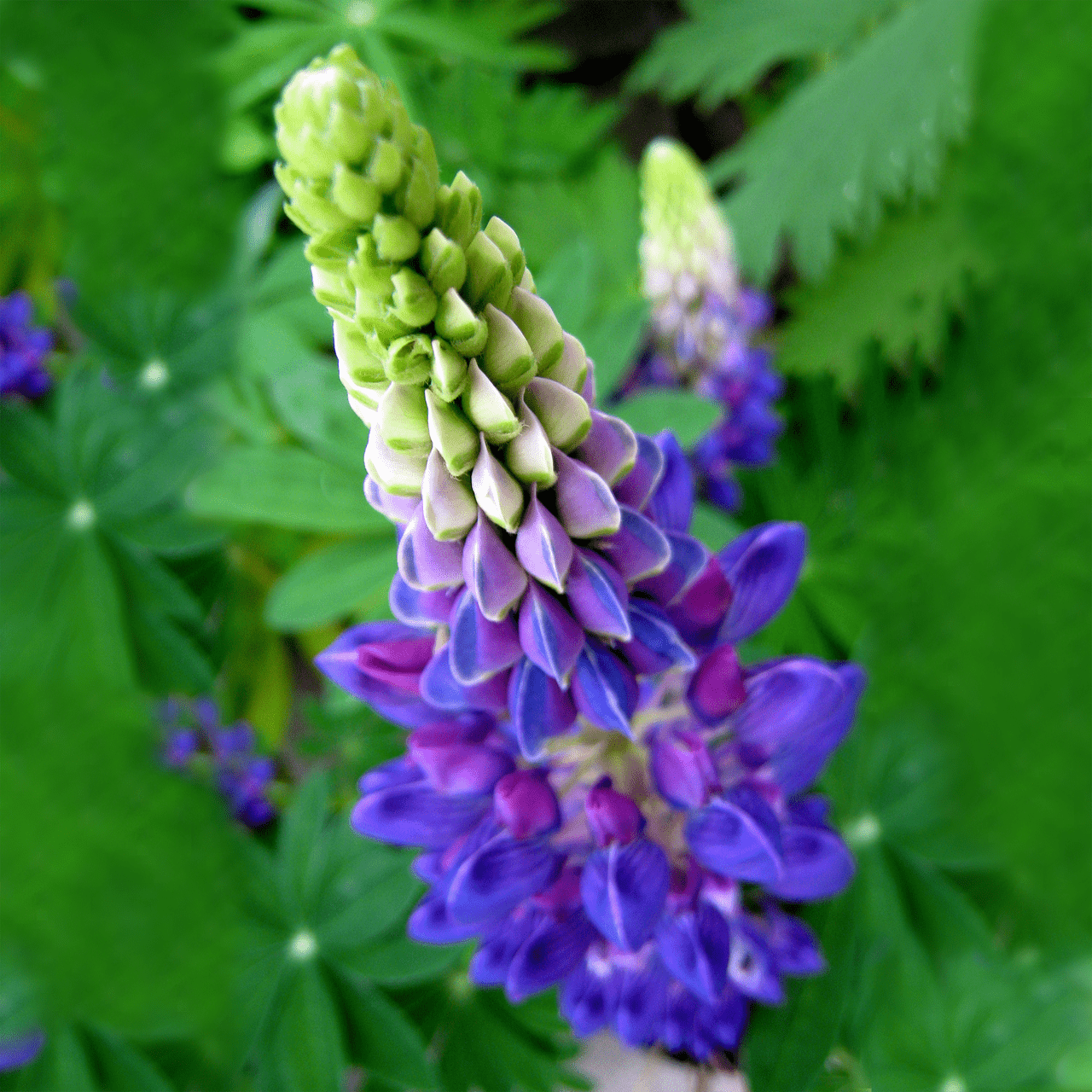 Lupine Seeds (Lupinus perennis) - Shop-orias