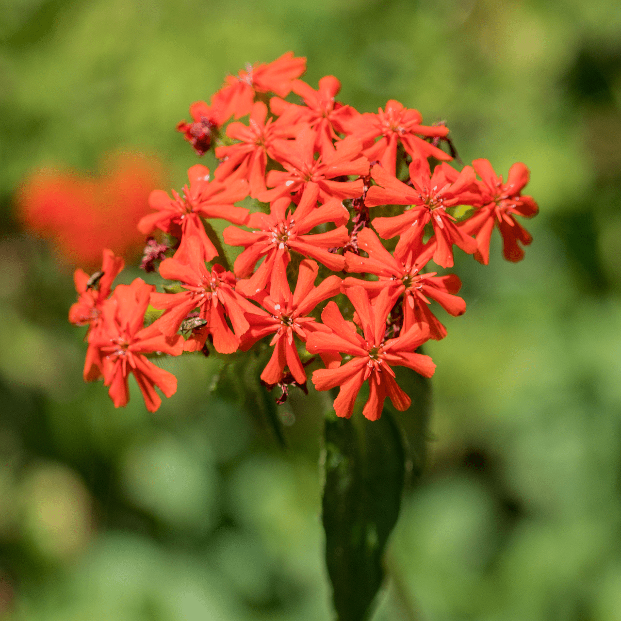Maltese Cross Seeds (Lychnis chalcedonica) - Shop-orias