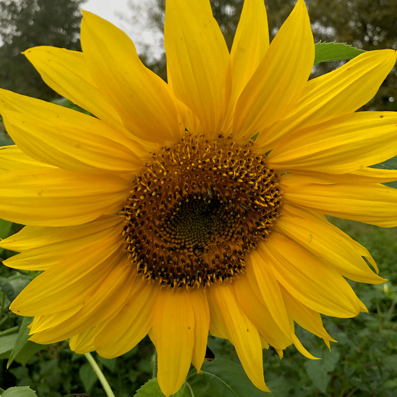Mammoth Russian Sunflower Seeds (Helianthus annuus cv.) - Shop-orias