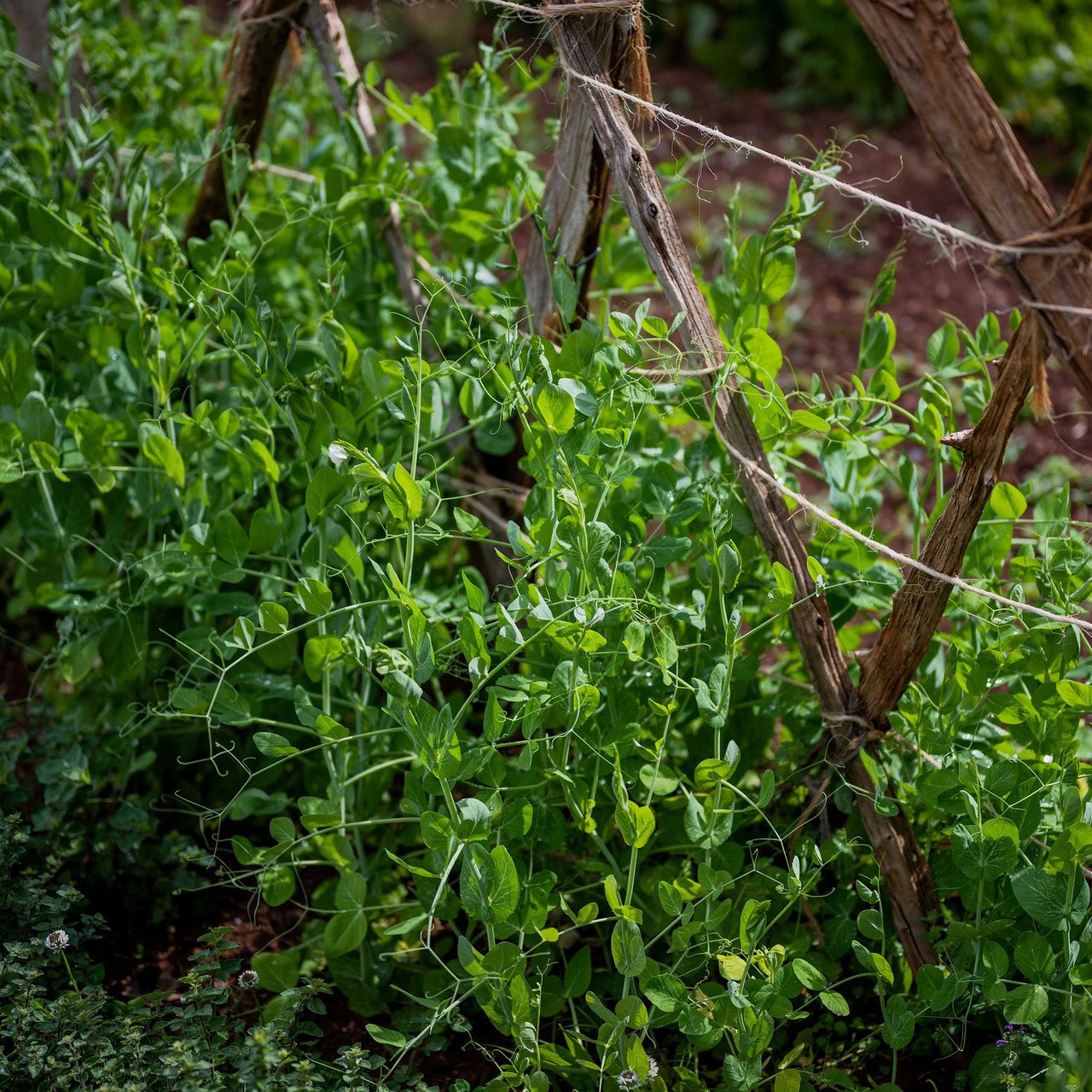 Marrowfat Pea Seeds (Pisum sativum var. medullare) - Shop-orias