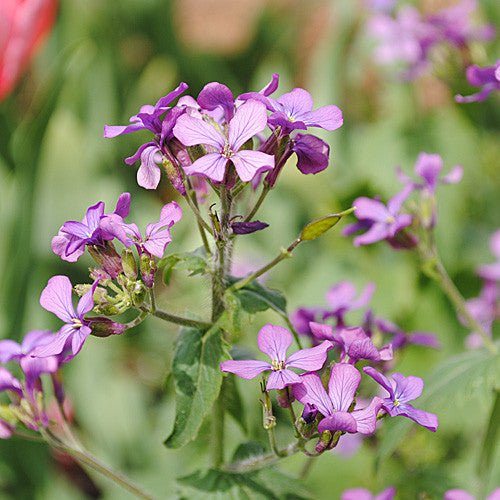 Money Plant Seeds (Lunaria annua) - Shop-orias