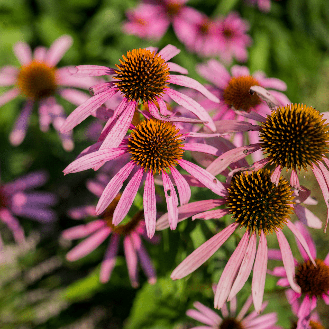 Narrow - leaved Coneflower Seeds (Echinacea angustifolia) - Shop-orias