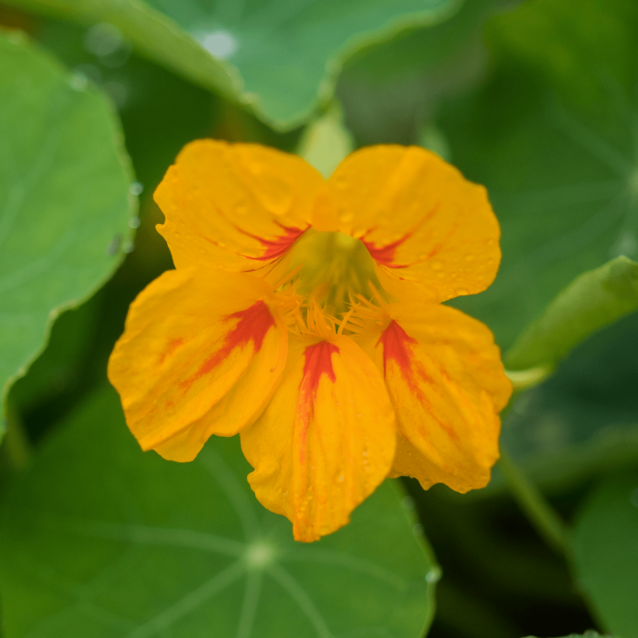 Nasturtium Seeds (Tropaeolum majus) - Shop-orias
