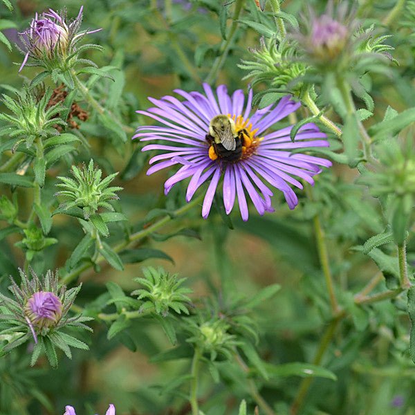 New England Aster (Symphyotrichum novae - angliae) - Shop-orias