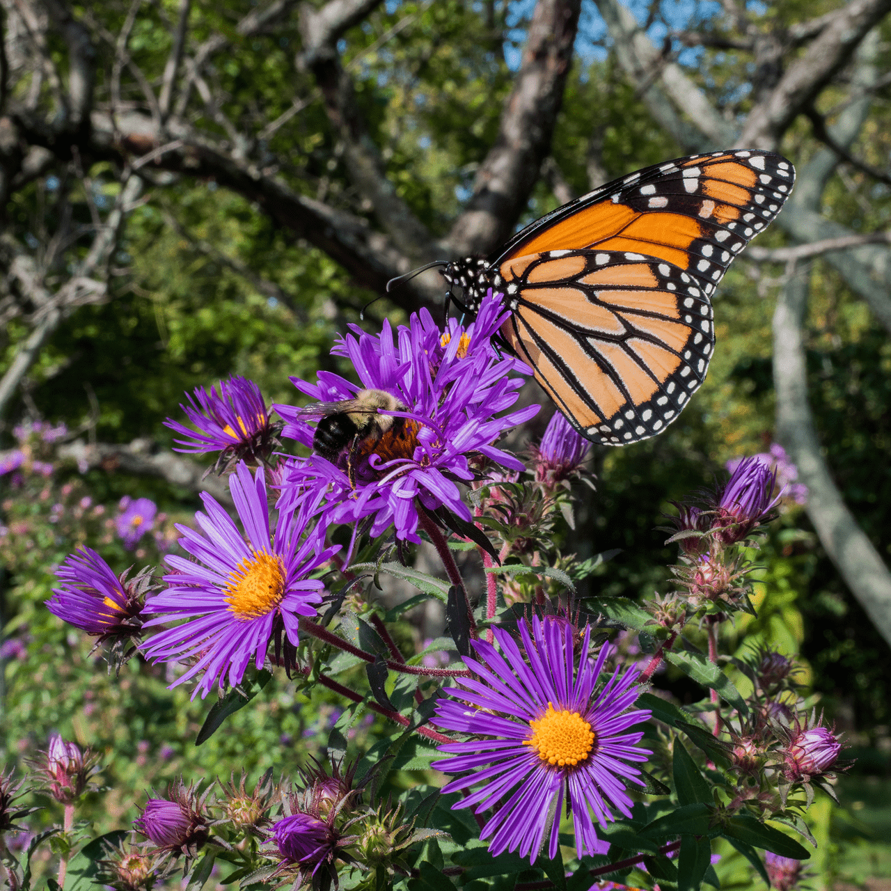 New England Aster (Symphyotrichum novae - angliae) - Shop-orias