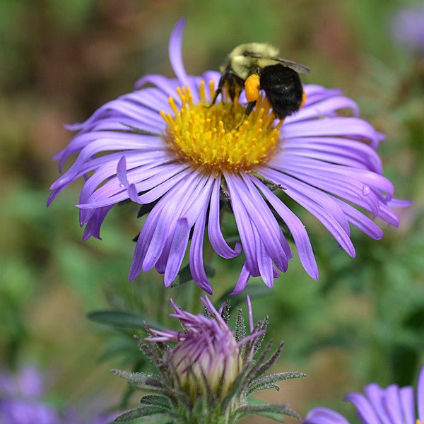 New England Aster (Symphyotrichum novae - angliae) - Shop-orias