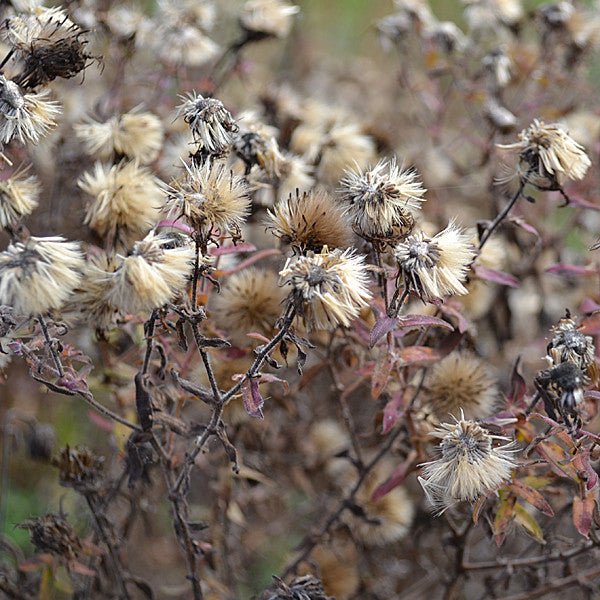 New England Aster (Symphyotrichum novae - angliae) - Shop-orias