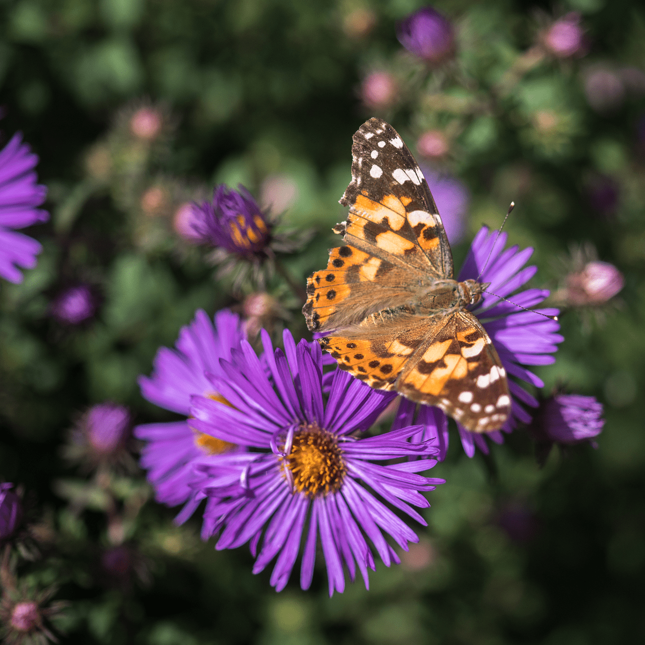 New England Aster (Symphyotrichum novae - angliae) - Shop-orias