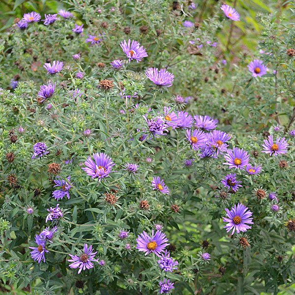 New England Aster (Symphyotrichum novae - angliae) - Shop-orias
